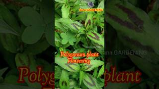 How to grow POLYGONUM plantation at KITCHEN GARDEN garden kitchengarden gardening agriculture [upl. by Sevein]