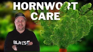 Great Plant for Cichlid Tanks  How to Care for and Grow Hornwort [upl. by Seabrooke]