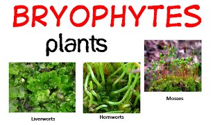 Bryophytes life cycle [upl. by Knick]