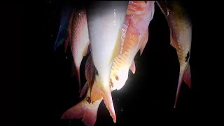 Gravie halos goatfish or budbud Hindi ko inaasahan na ganito ang huli ko 😱 night spearfishing [upl. by Nizam196]