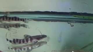 Tigrinus Catfish at AquaScapeOnlinecom [upl. by Earahc450]