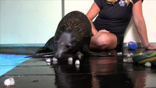 Raising Sea Lion Pups at Oceans of Fun [upl. by Suiluj]