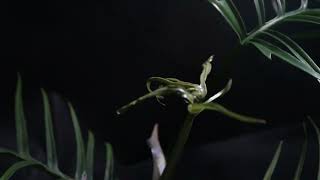 Philodendron Tortum leaf unfurling time lapse [upl. by Teplica101]