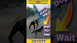 Dog catching trailer 💕 । Dog catching moments shorts dog trailer catching [upl. by Euf]