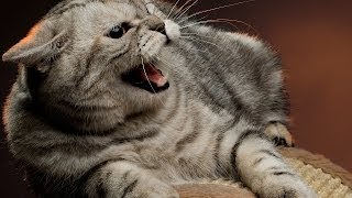 How to Deal with an Aggressive Cat  Cat Care [upl. by Elleirb322]