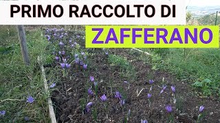 ZAFFERANO Raccolta essiccazione e conservazione Guida completa [upl. by Ydeh]