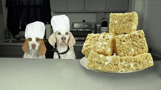 How to Make Rice Krispies Treats with Chef Dogs Indie amp Maymo Best Rice Krispie Treats Recipe [upl. by Damour718]