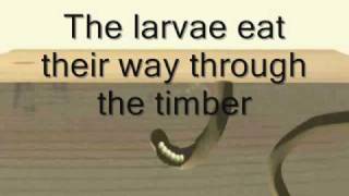 Timberwise explain the life cycle of the woodworm [upl. by Ernaldus]