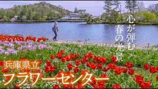 【シニアの花公園お散歩】兵庫県立フラワーセンター「春のうきうきフェア」 [upl. by Neerod]