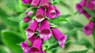 How to Grow Foxgloves from Seed [upl. by Akirat606]