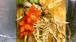 Cattleya cernua dinema polybulbon [upl. by Ryle]