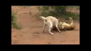 Kangal kills Lion [upl. by Burkhardt]