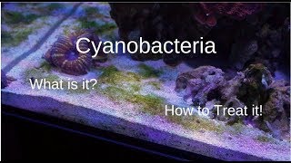 Cyanobacteria  What You Need To Know [upl. by Gilges]