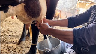 Live cow 🐄 milking  Top milking speed by hand 🤚 milk cowmilking dairyvloge8514 [upl. by Haraj]