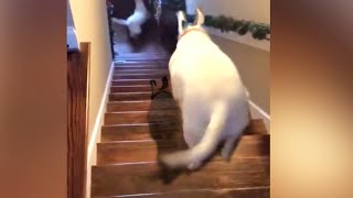 dog jumping down flight of stairs  tik tok [upl. by Rossing]