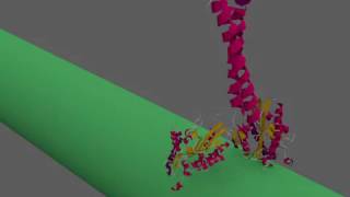 Kinesin walking [upl. by Elad]