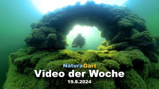 Video der Woche 1982024 [upl. by Adamo]