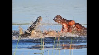 Crocodile vs Hippo real Fight To Death  Wild Animals Attack [upl. by Dnomder]