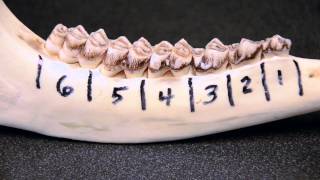 Whitetailed Deer Jawbone Aging Part 1  Tooth Replacement [upl. by Perl]