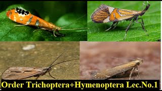 Order Trichoptera CompleteOrder Hymenoptera Lecture No 1 [upl. by Hanavas]