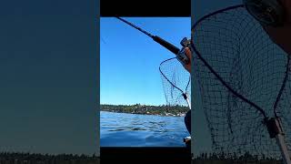 Puget Sound Kayak Fishing Pink Salmon [upl. by Mackay]