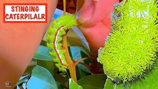 RAISING STINGING IO MOTH CATERPILLARS [upl. by Hsakaa637]