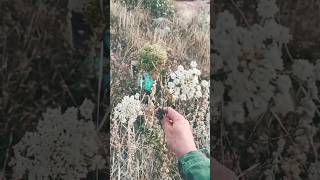 Daucus carota🥕 Άγριο καρότο botany foraging herbalmedicine [upl. by Calbert]