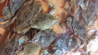 Soft Shell Crab Molting [upl. by Russian]