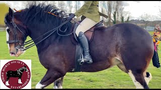 CHAMPIONSHIP National Shire Horse Show in ENGLAND Episode 10 Apollo The Shire [upl. by Squire]