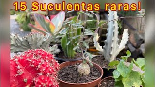 15 Suculentas Raras [upl. by Ylecic354]