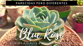 Blue Rose  Echeveria Imbricata amp Echeveria secunda ParecidasPeroDiferentes [upl. by Rehpatsirhc]