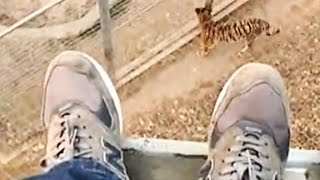 Man jumps into zoos tiger den [upl. by Francklyn708]