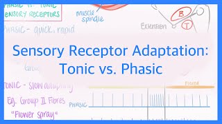 Sensory Receptor Adaptation Tonic vs Phasic Receptors [upl. by Yoshi]