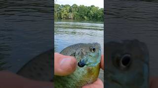 Ultralight fishing for bluegill [upl. by Nawor]