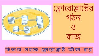 Chloroplast structure and function class 11ক্লোরোপ্লাস্টstructure of chloroplast class 9 [upl. by Noll500]