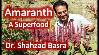 Amaranth A new crop in Pakistan by Dr Shahzad Basra [upl. by Aplihs69]