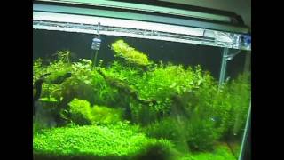 My Planted Aquariumwmv [upl. by Lenuahs]