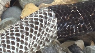 Snake shedding skin  Reptiles for Kids  Snakeskin shed  science wildlife animals scales keratin [upl. by Otrebire873]