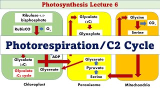 Photorespiration  C2 Cycle  Glycolate Cycle  Photosynthesis L6 [upl. by Dottie]