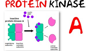 JAKSTAT Signalling Pathway [upl. by Sivek]