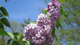 How To Grow And Care For A Lilac [upl. by Rutledge]