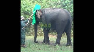 Wildlife team getting ready to put a collar on the elephant  野生動物チームが象に首輪をつける準備をしている  elephant [upl. by Yclek]