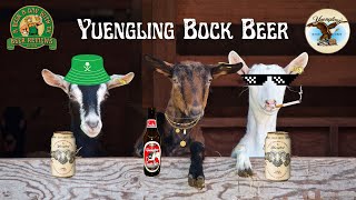 Yuengling Bock is Back But is it Good [upl. by Octavia828]