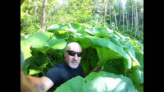 Hiding out in a Jungle of Giant Petasites japonicus giganteus [upl. by Karolina125]