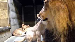 Lion Cubs Meet Dad  Cincinnati Zoo [upl. by Ardme]