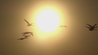 Whooper Swans Flying into Sunset in Sweden [upl. by Aihcats865]