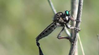 Giant Robber Fly Asilidae Promachus vertebratus Mating [upl. by Gairc]