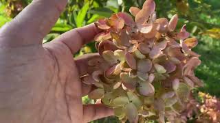 Peegee hydrangea update in early fall Zone 6 🇺🇸 [upl. by Assetan192]