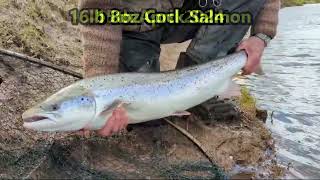 WYE SALMON 2024 [upl. by Eizus]