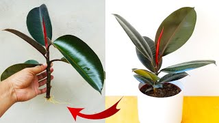 How to grow Rubber plant from cuttings with 200 success  Rubber plant Ficus Elastica care [upl. by Nivel55]